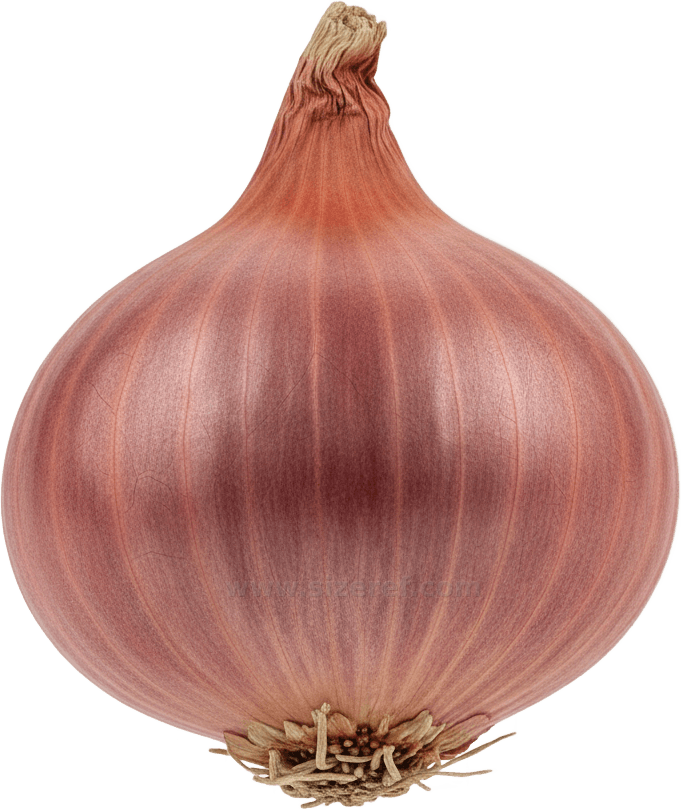 Shallot actual size