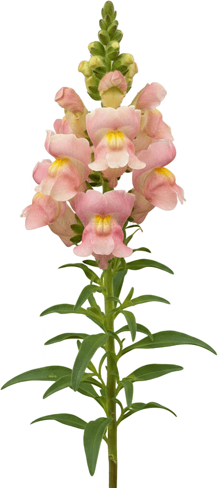 Snapdragon actual size