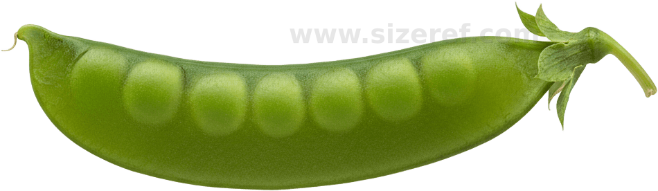 Snow Pea actual size