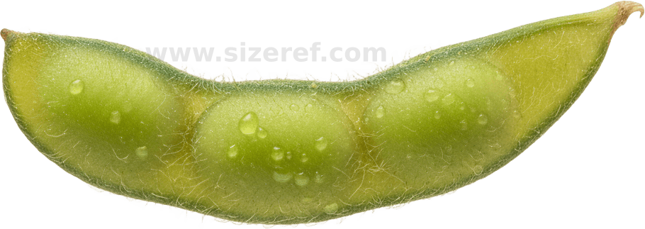 Soybean actual size