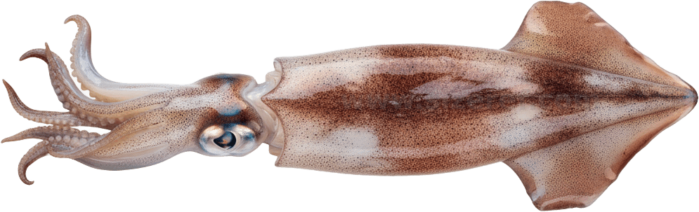 Squid actual size