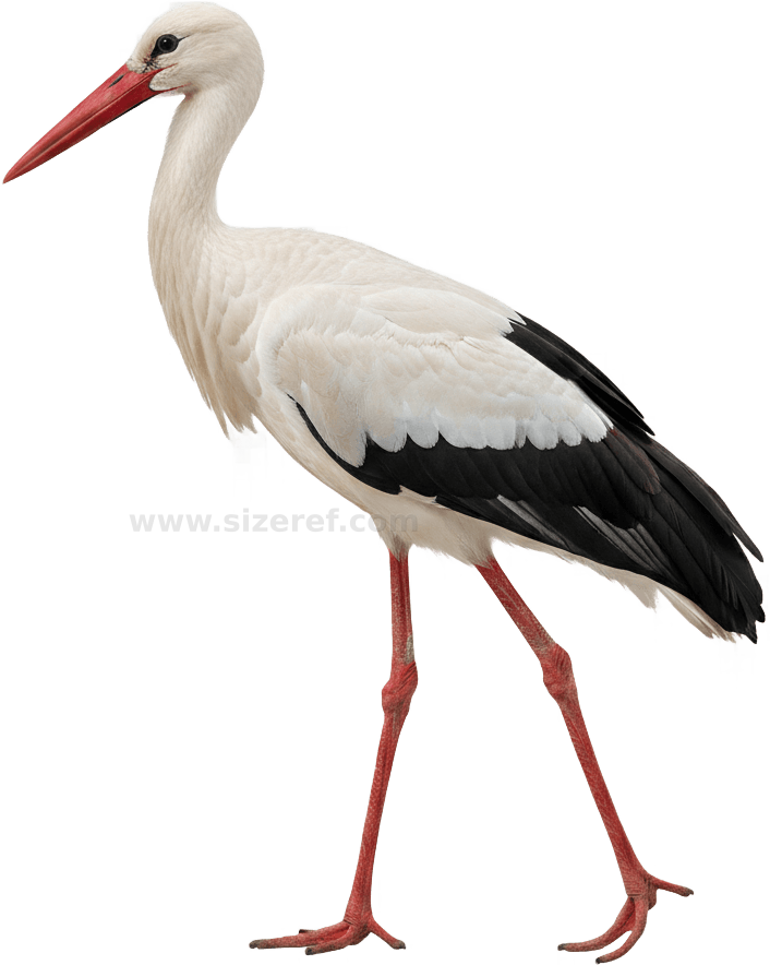 Stork actual size