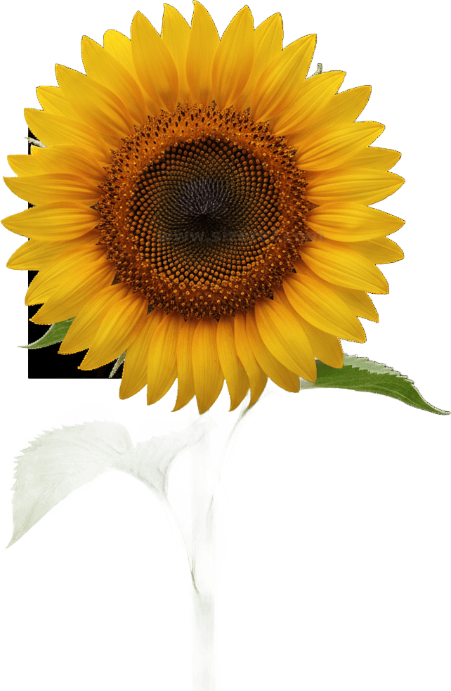 Sunflower actual size