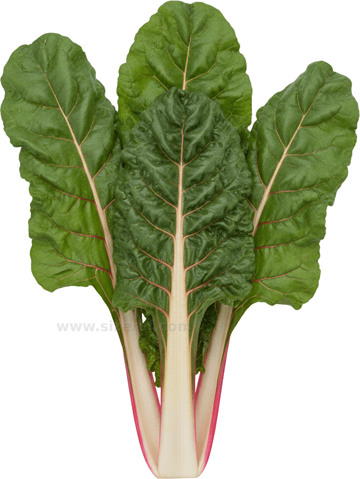 Swiss Chard actual size