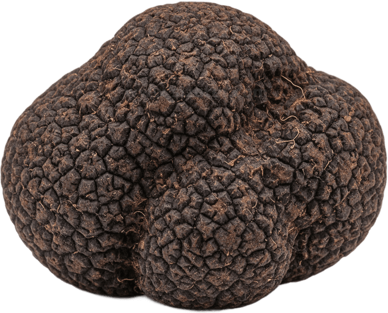 Truffle actual size