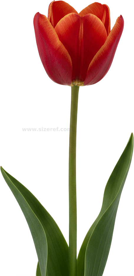 Tulip actual size