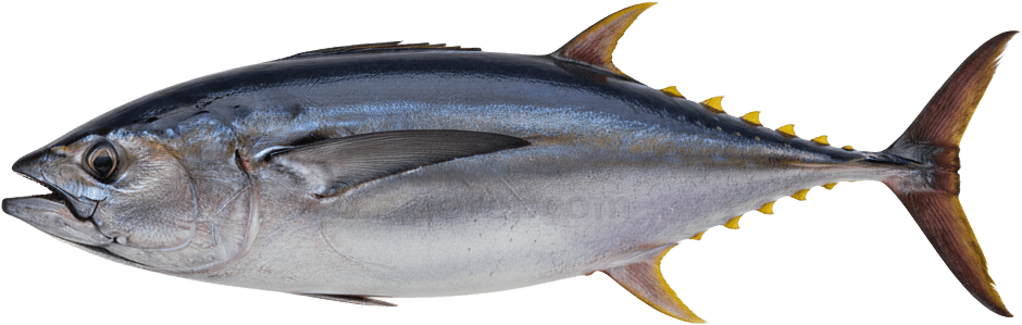 Tuna actual size