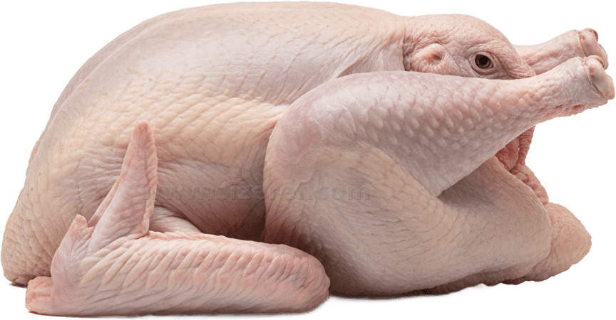 Turkey actual size