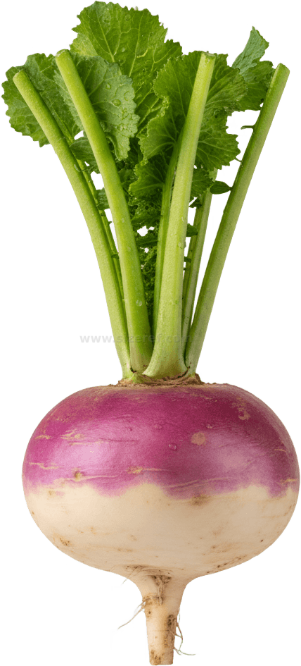 Turnip actual size