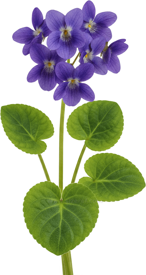 Violet actual size