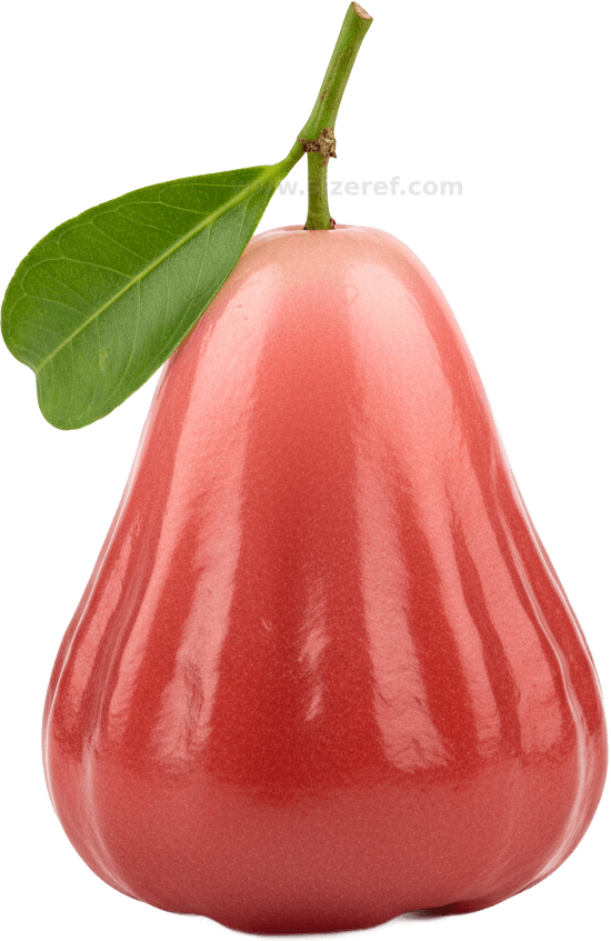 Wax Apple actual size