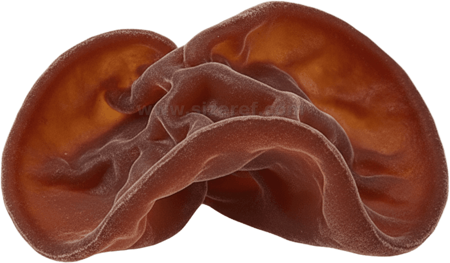 Wood Ear actual size