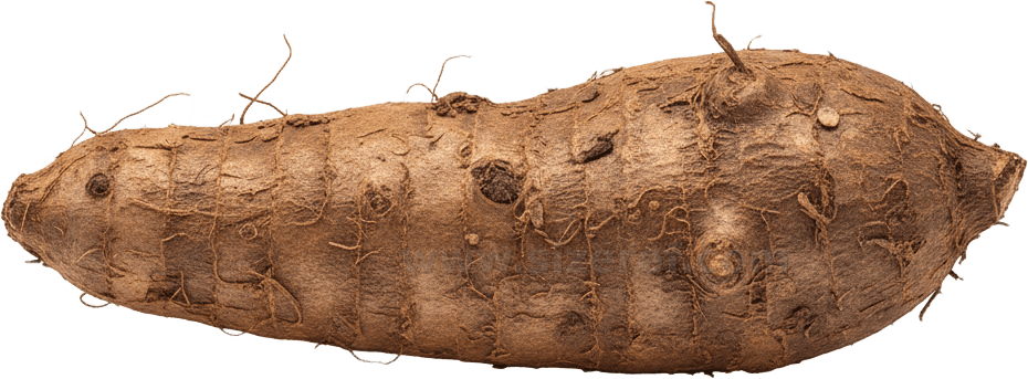 Yam actual size